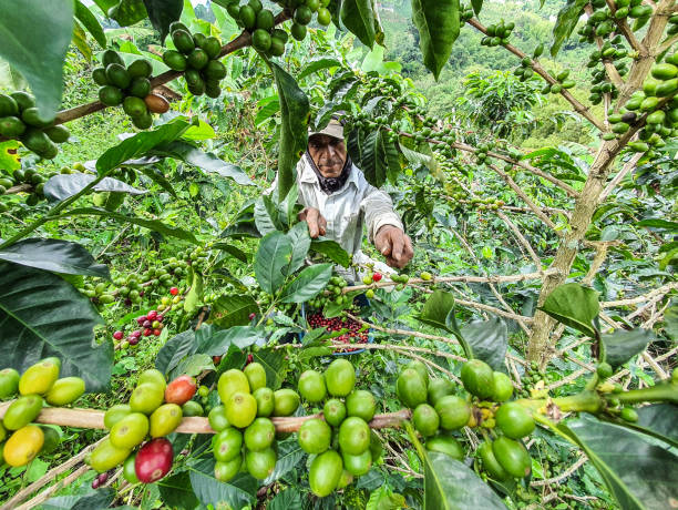 Columbian Coffee beans